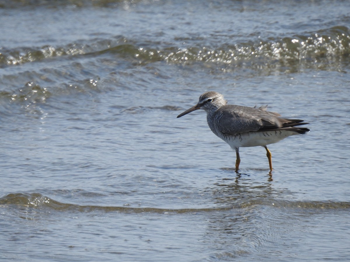 Gray-tailed Tattler - ML341407021