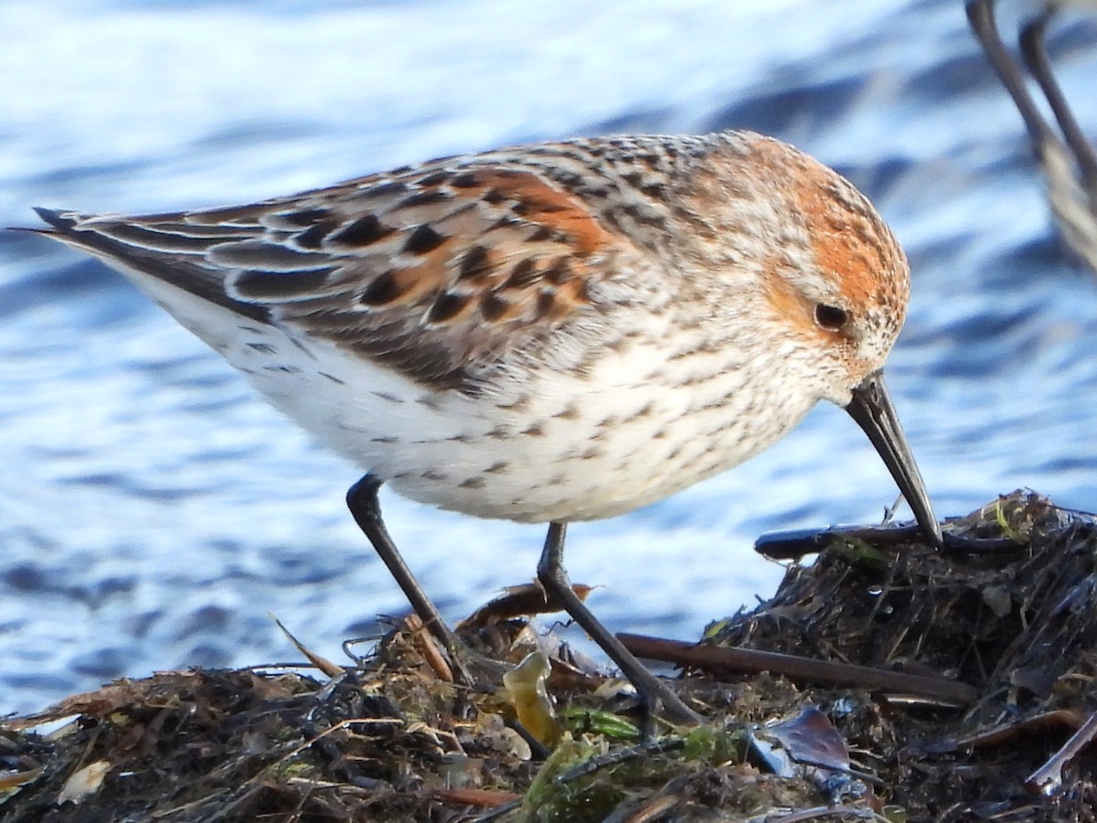 Western Sandpiper - ML341411251