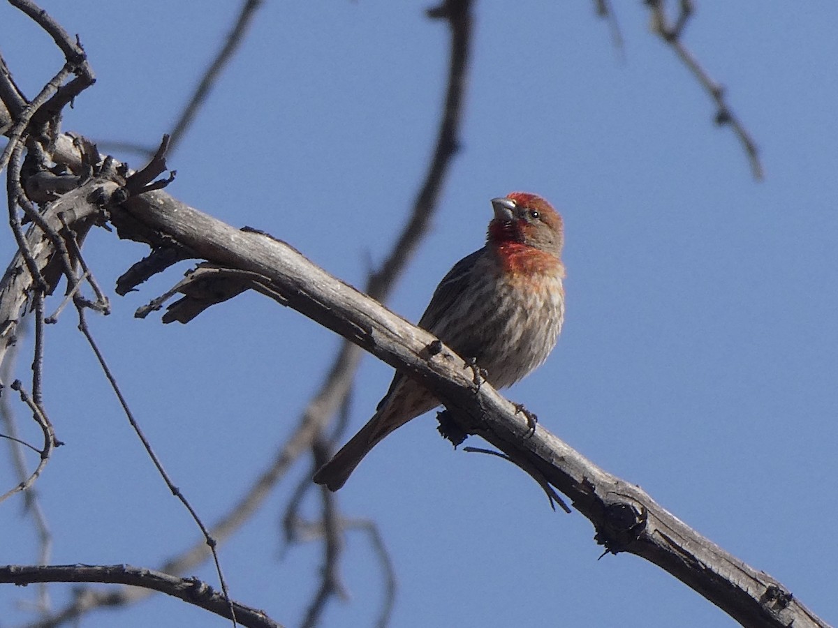 House Finch - ML341411481