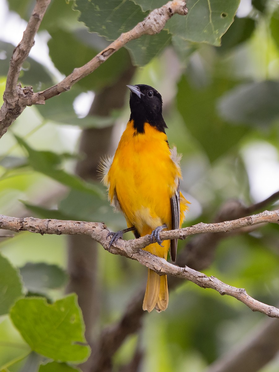 Baltimore Oriole - ML341412121