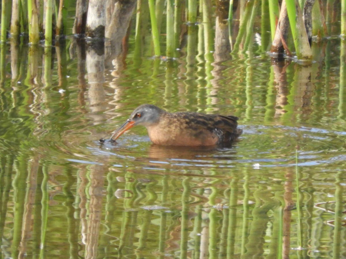 Virginia Rail - ML341413131