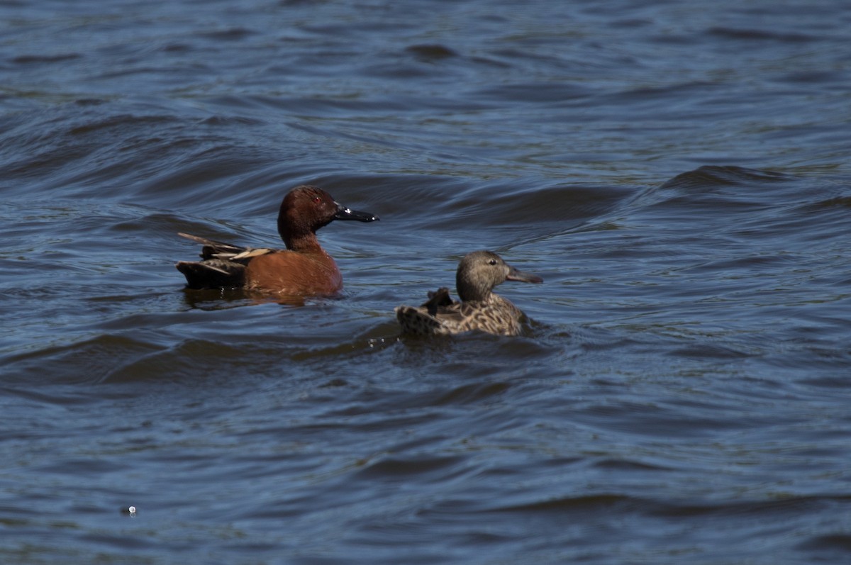 Cinnamon Teal - CARLA DAVIS