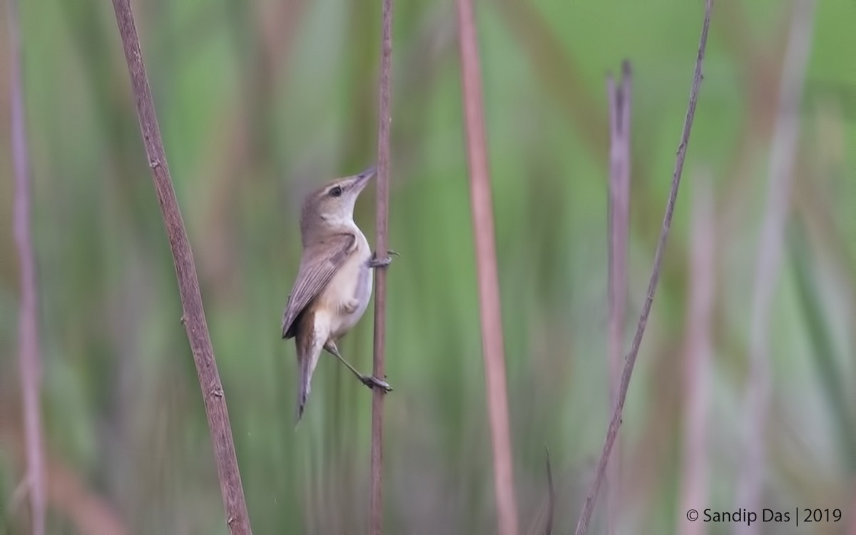 Great/Oriental/Clamorous Reed Warbler - ML341413661