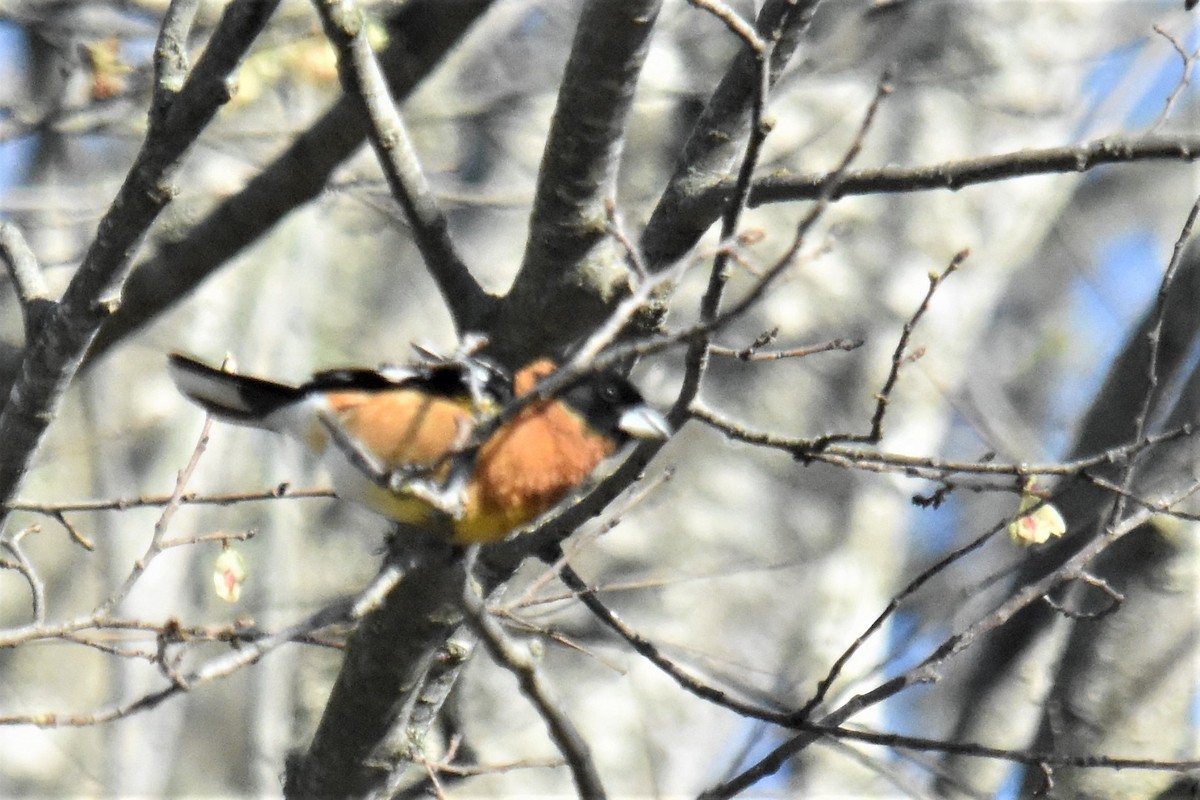 Black-headed Grosbeak - ML341413741