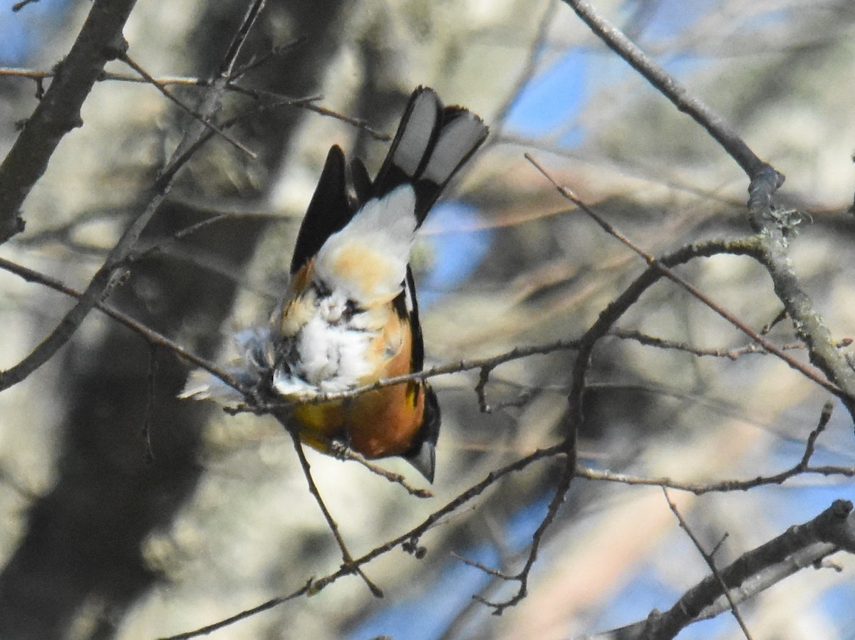 Black-headed Grosbeak - ML341413811