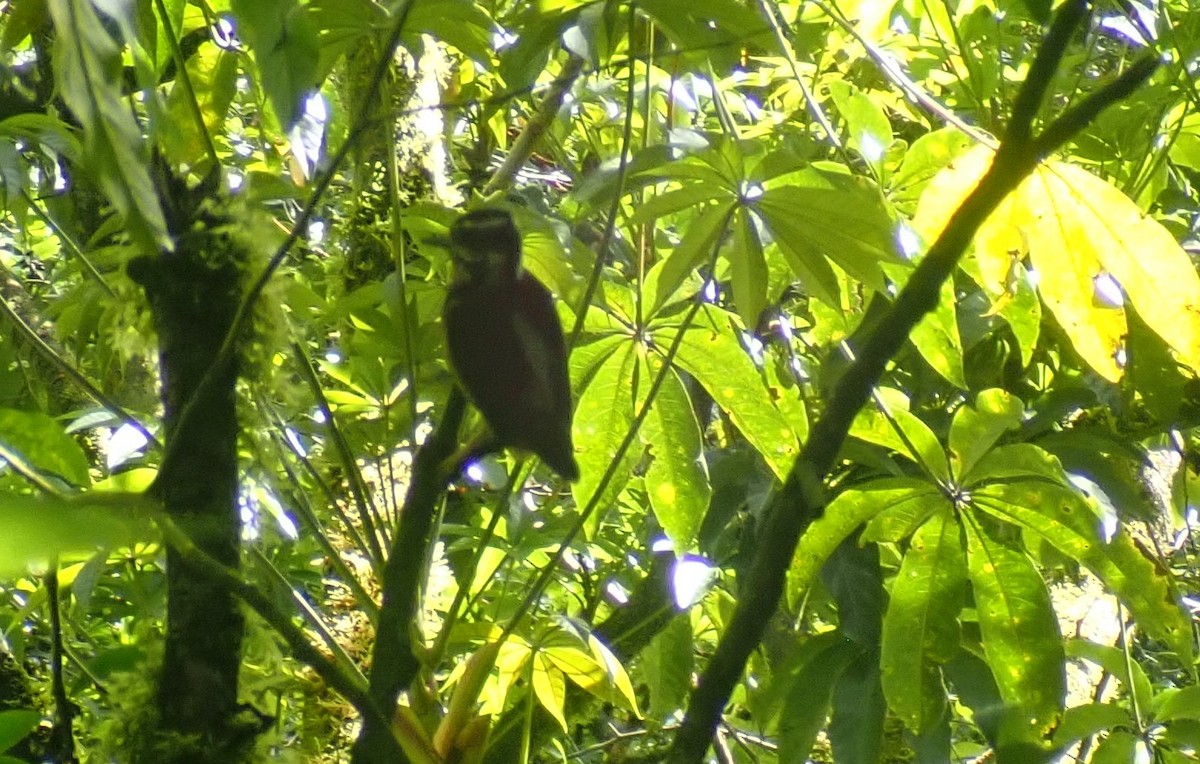 Hairy Woodpecker - ML341414391