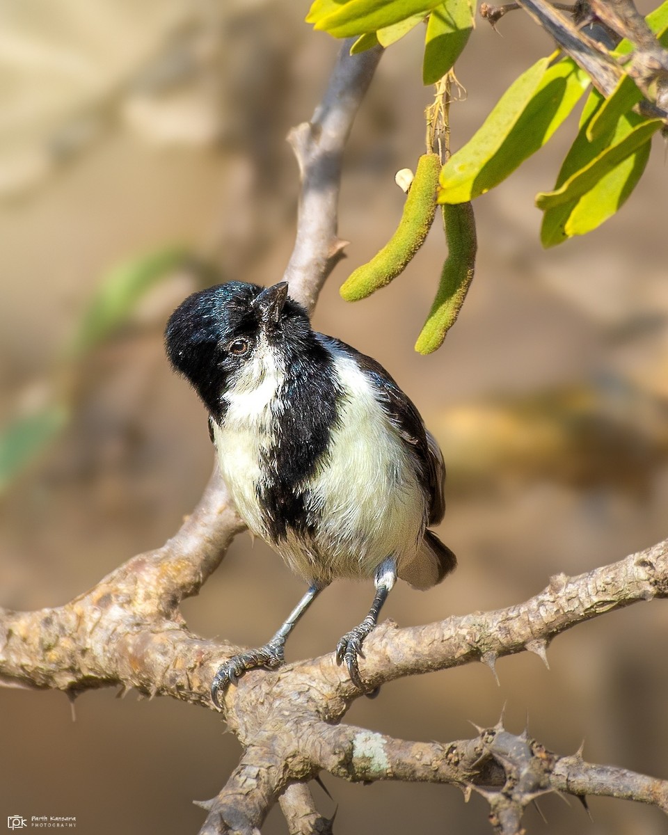 White-naped Tit - ML341417201