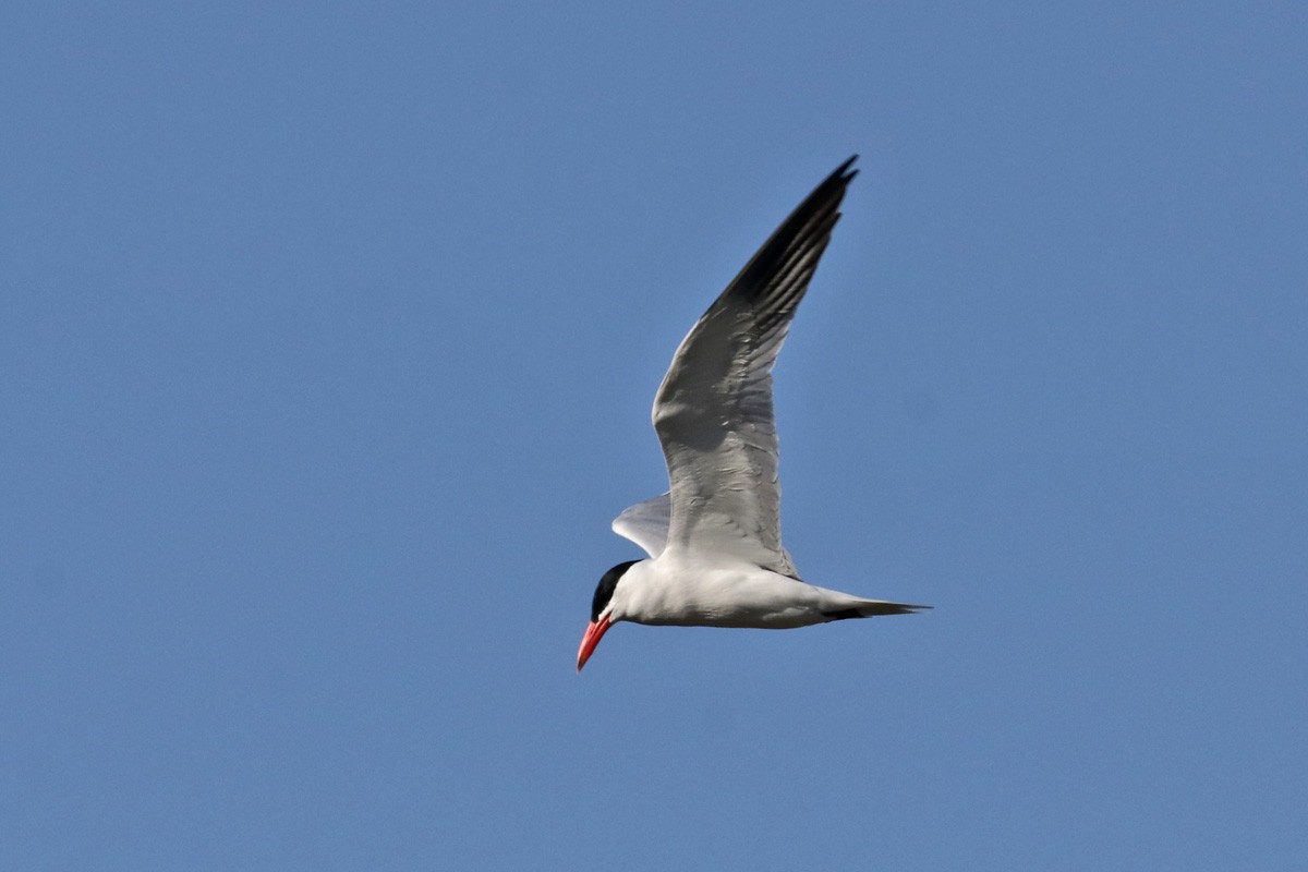 Caspian Tern - ML341417341