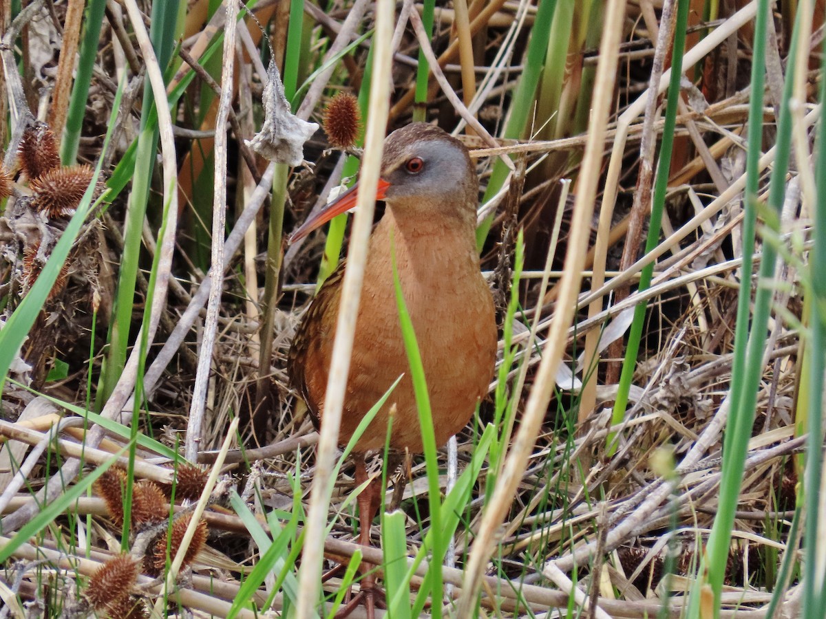 Virginia Rail - ML341417471