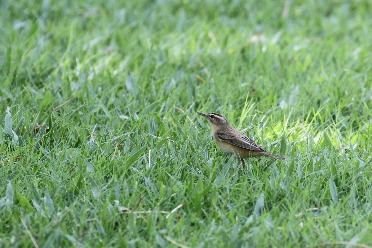Sedge Warbler - Oscar Campbell