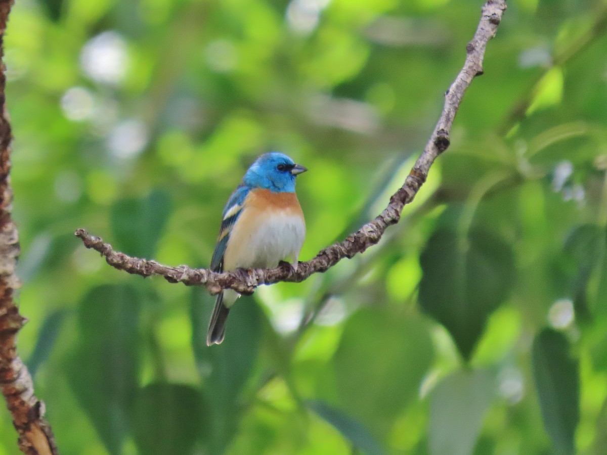 Lazuli Bunting - ML341417881