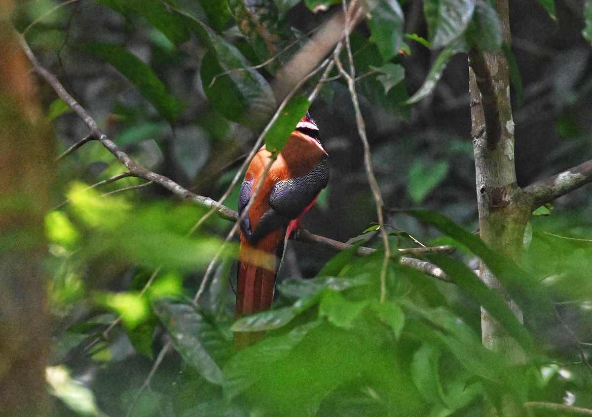 trogon obojkový - ML341418091