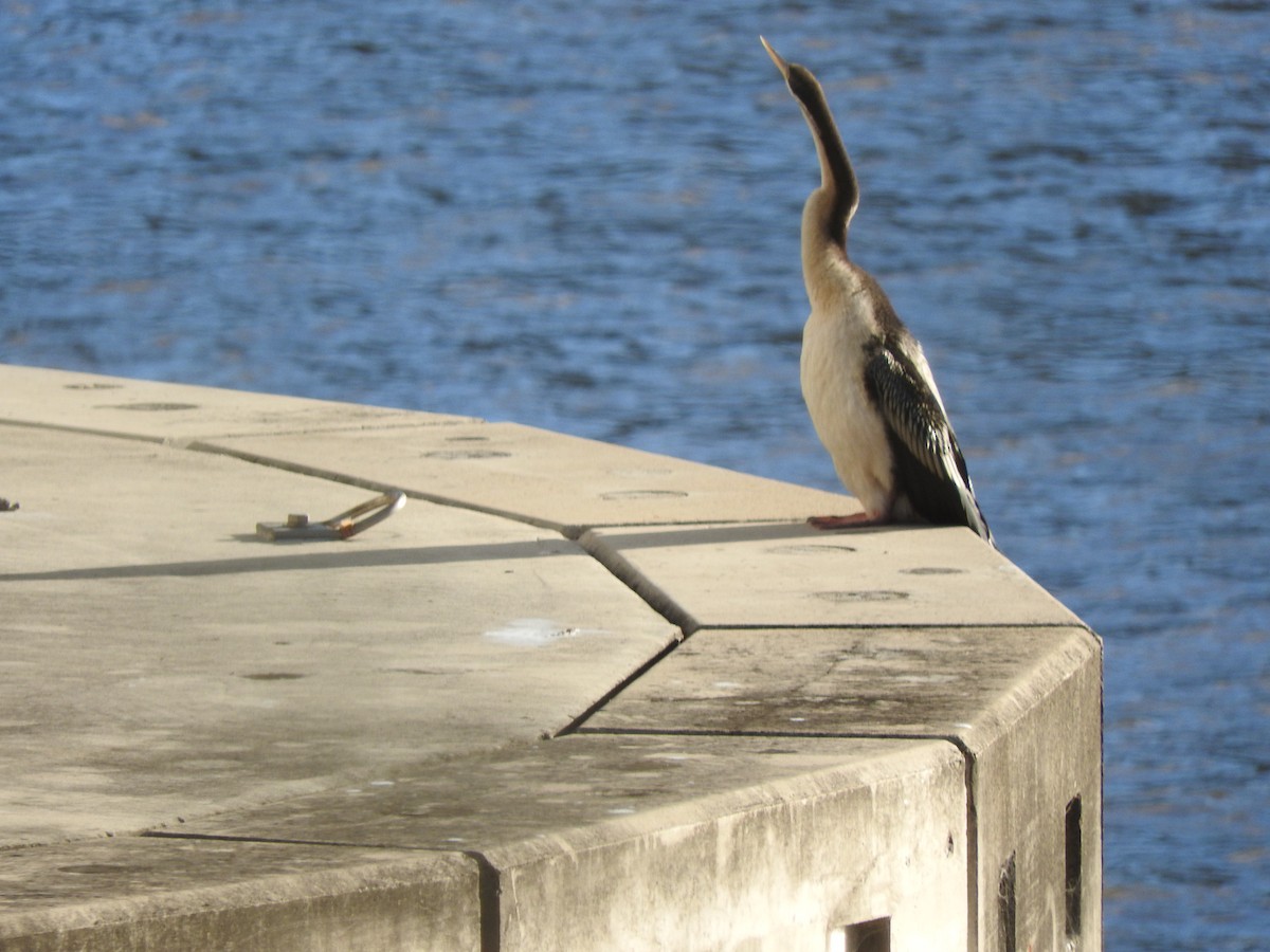 Anhinga d'Australie - ML341418711