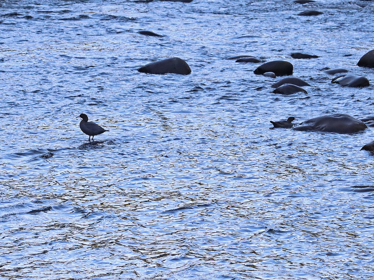 Blue Duck - ML341421651