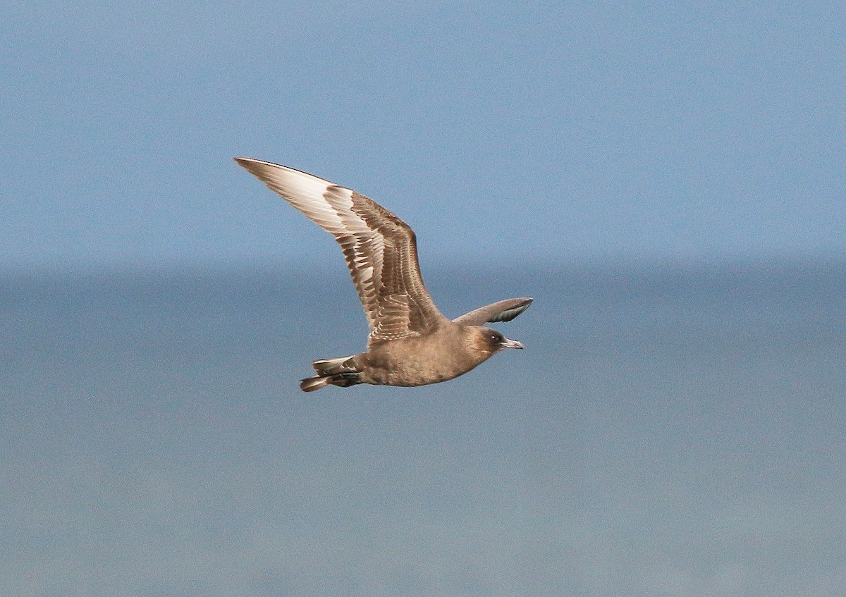 Pomarine Jaeger - ML341421731