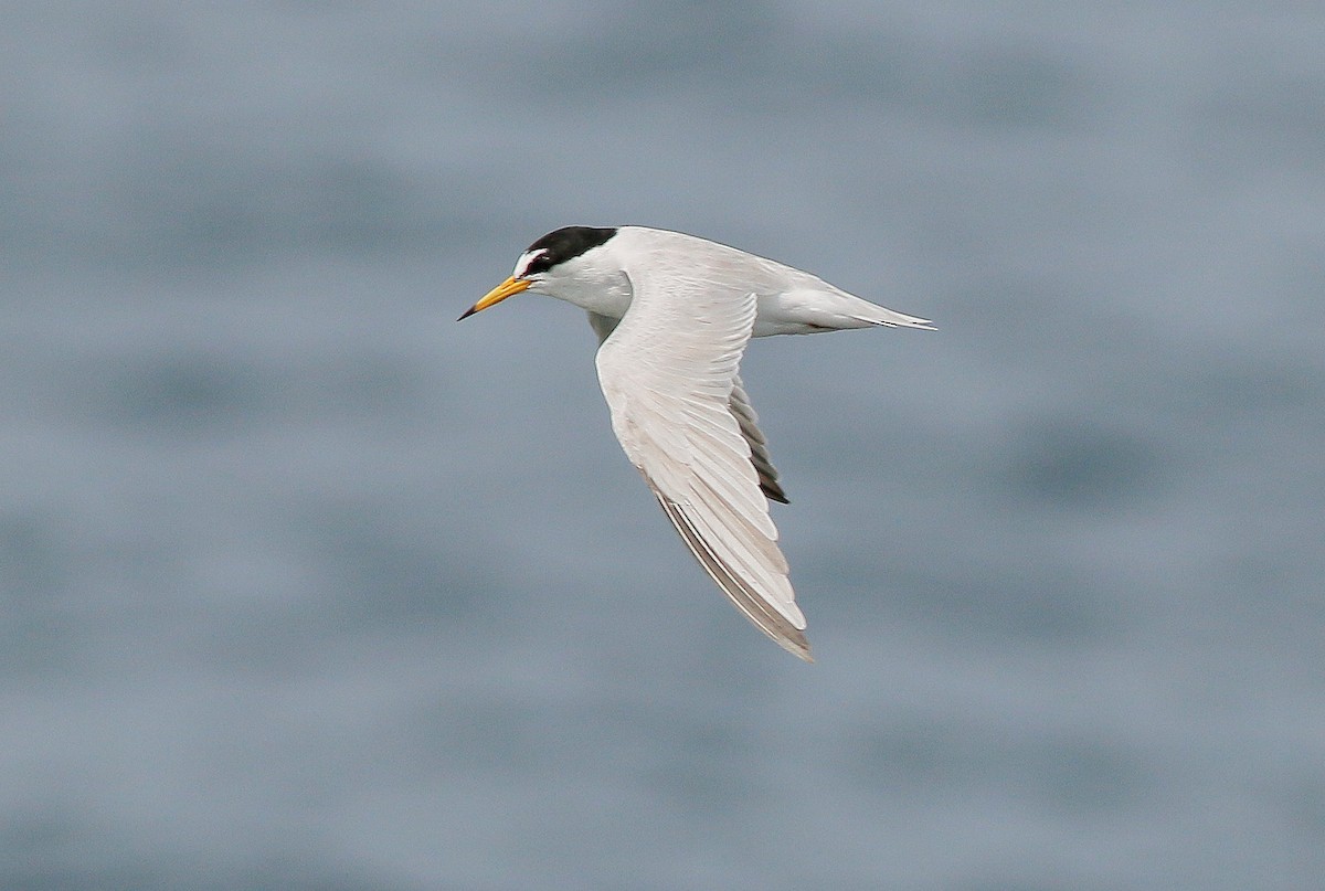 Little Tern - Neoh Hor Kee