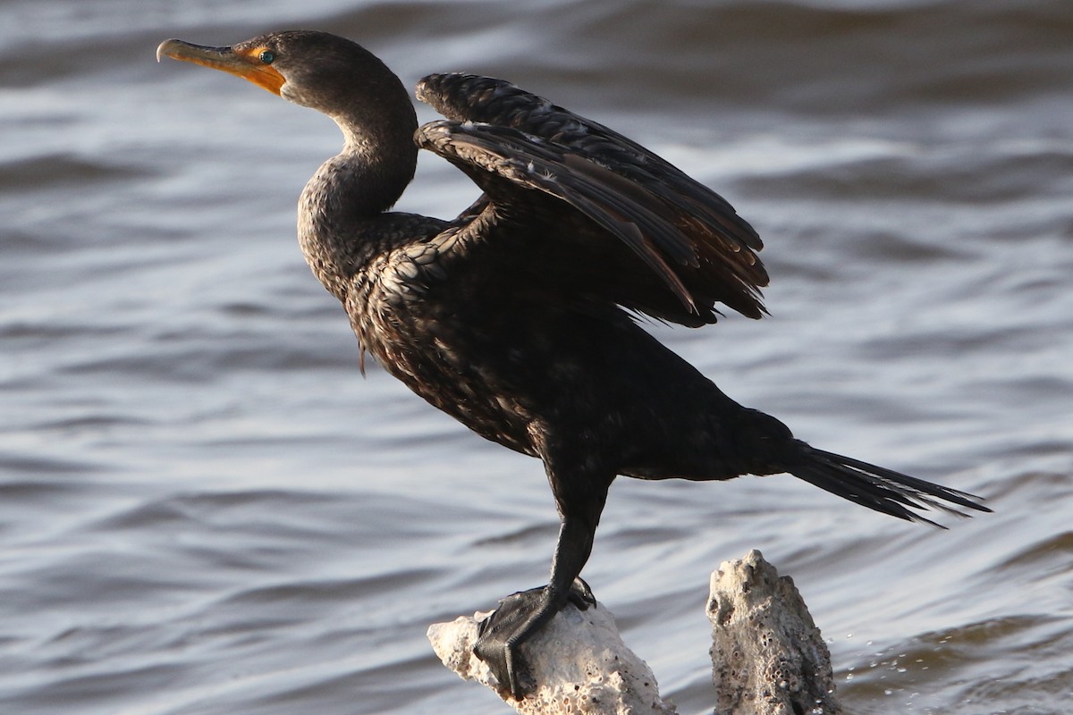 Double-crested Cormorant - ML34142221