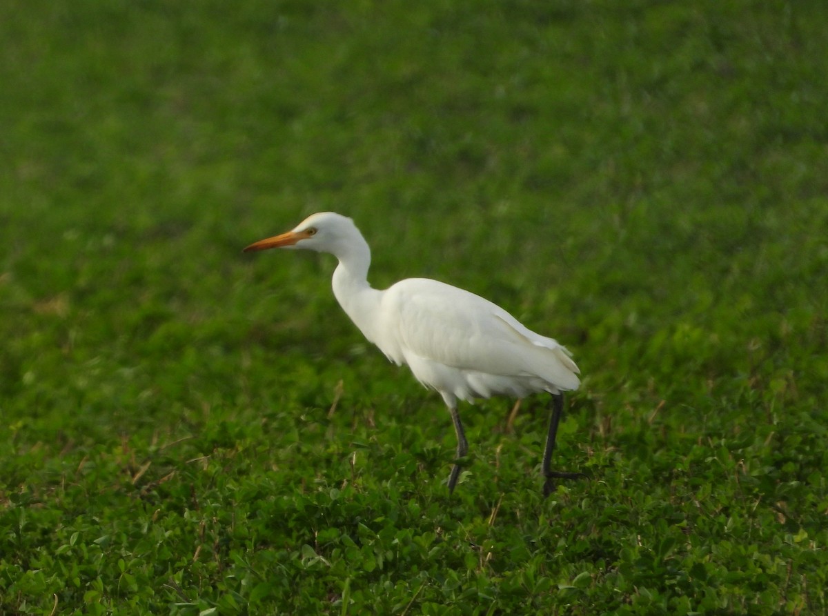 Eastern Cattle Egret - ML341422571