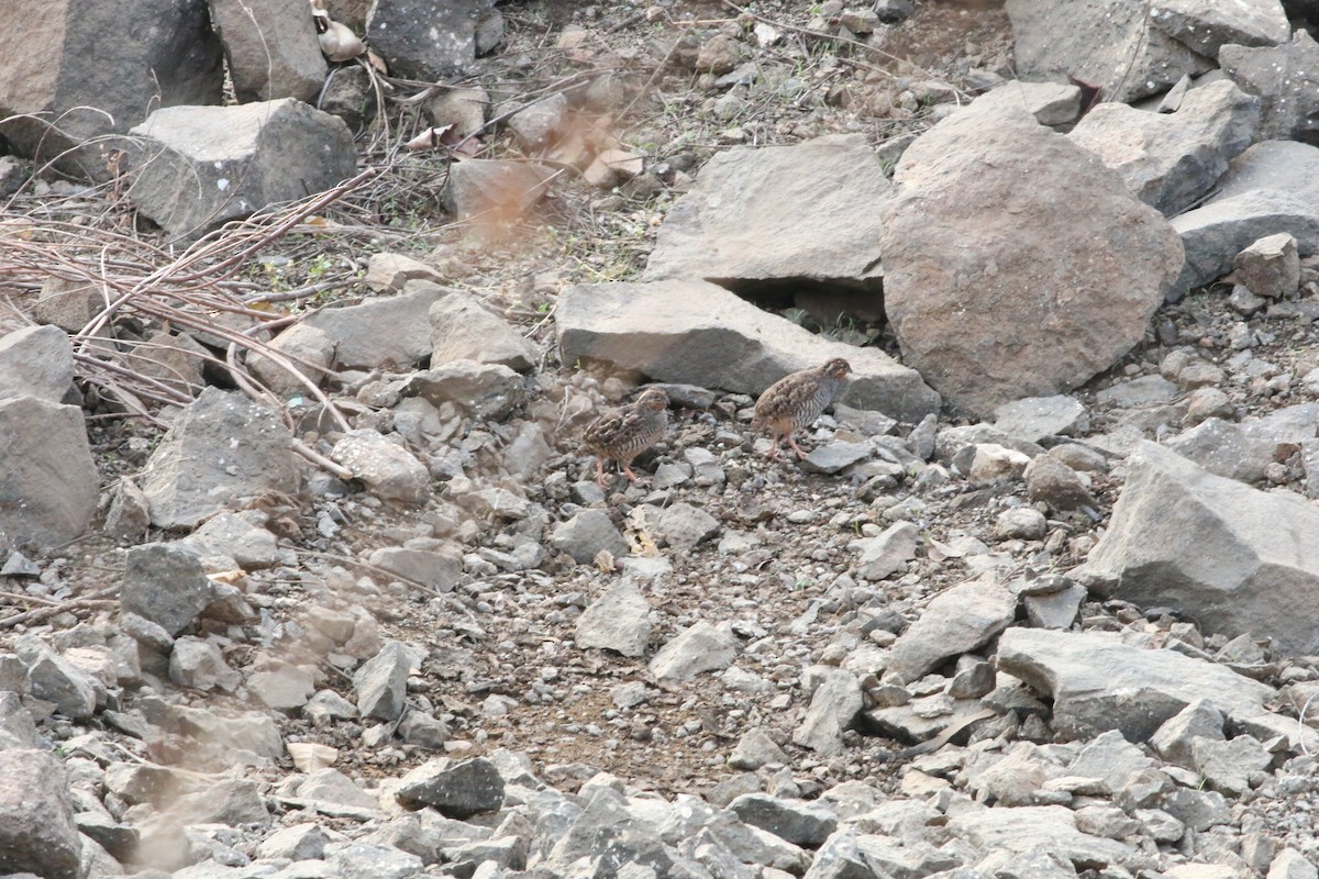 Jungle Bush-Quail - ML341423071