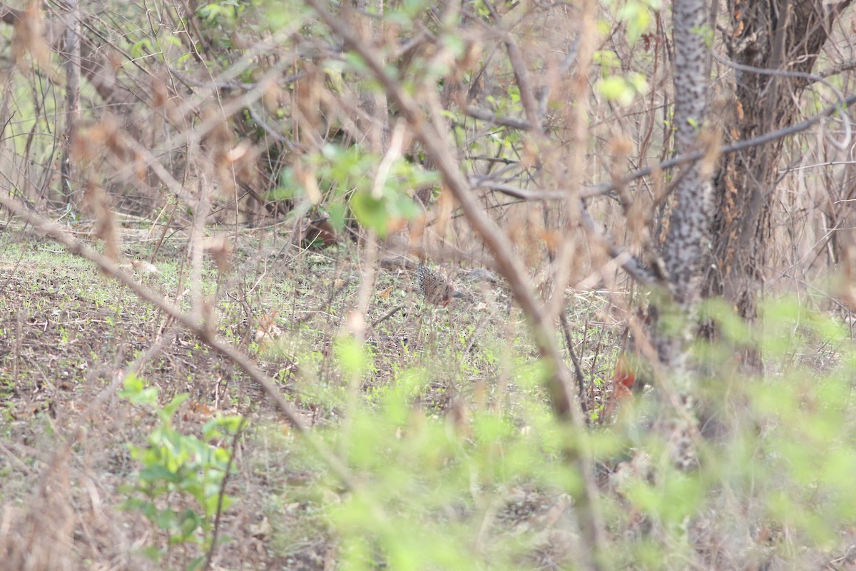 Painted Francolin - Prathamesh Desai