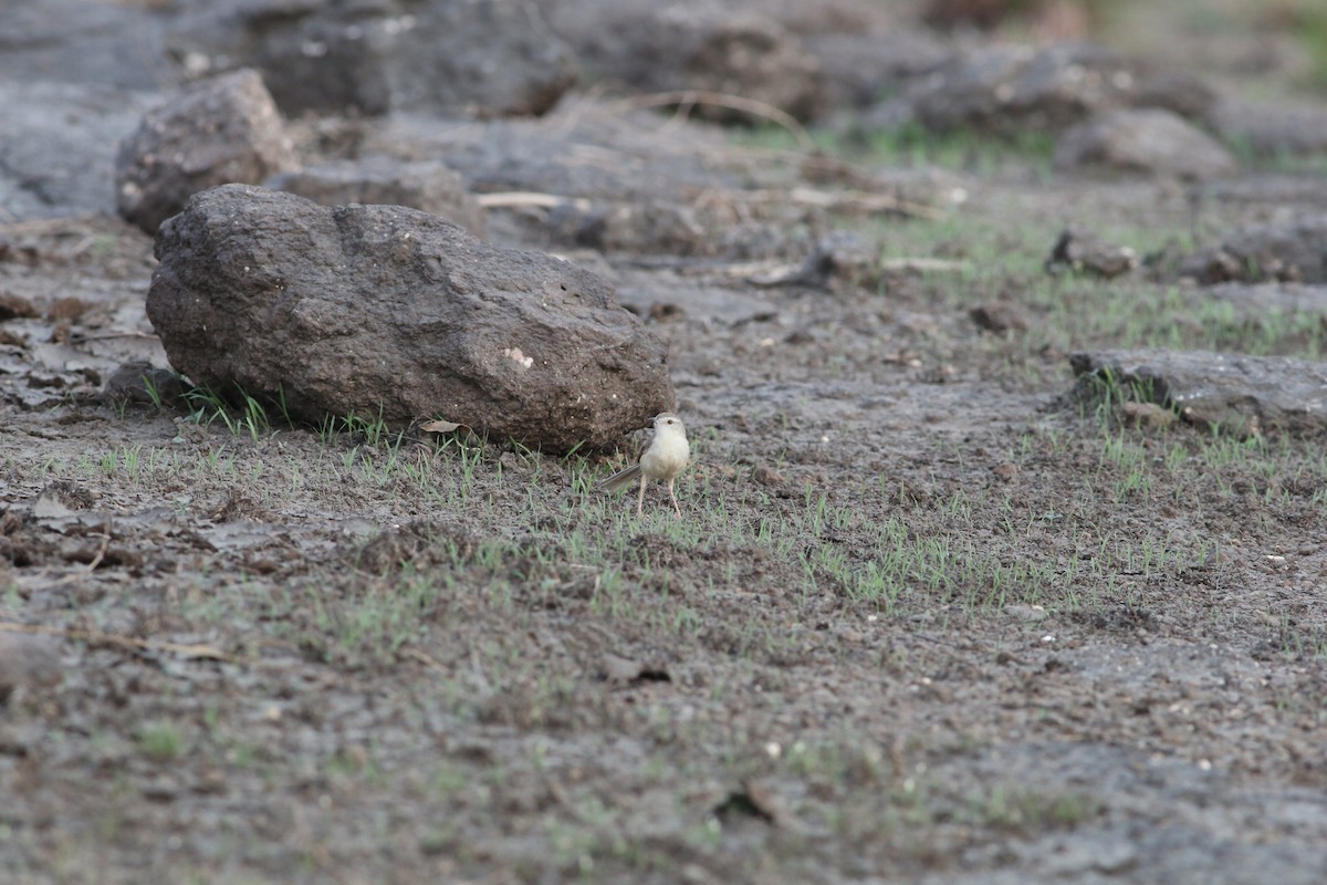 Plain Prinia - ML341423211