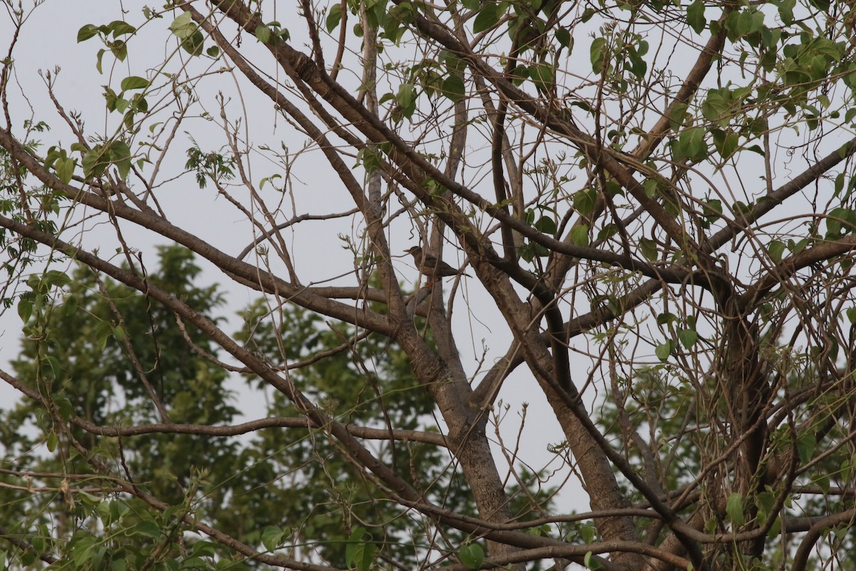 Indian Blackbird - ML341423301