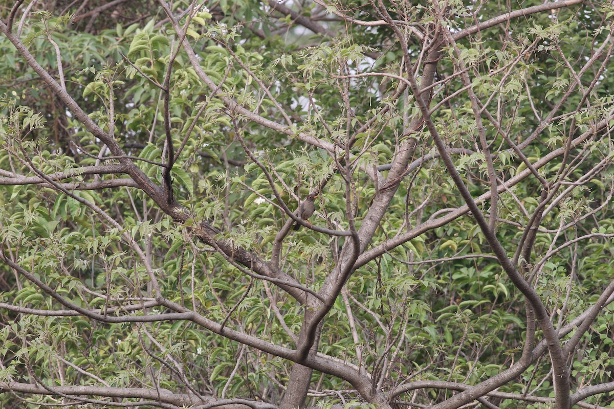 Indian Blackbird - ML341423321