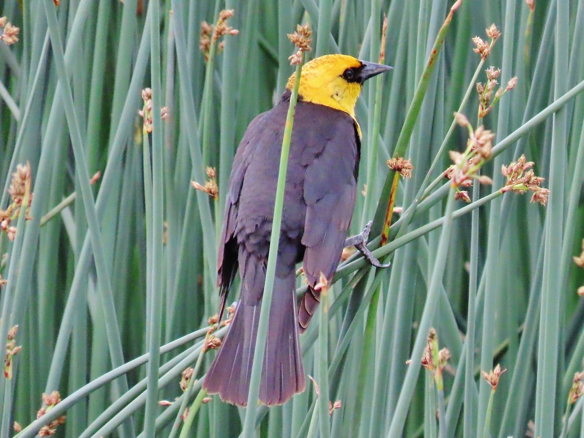 Yellow-headed Blackbird - ML341423501