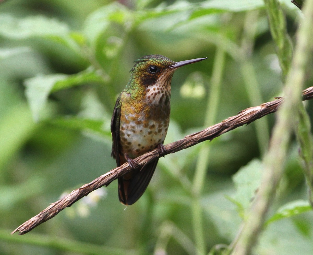 Black-crested Coquette - ML34142351