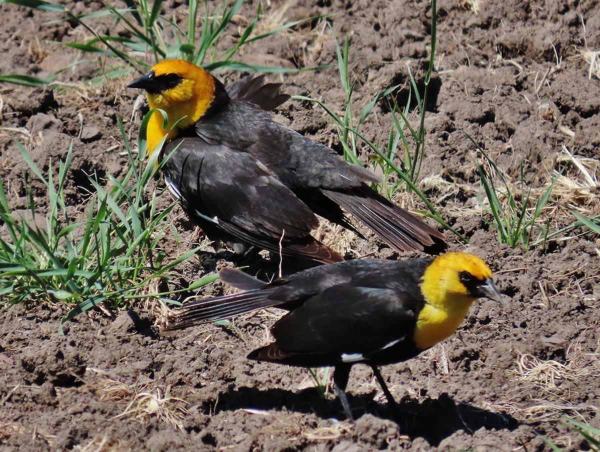 Yellow-headed Blackbird - ML341423591