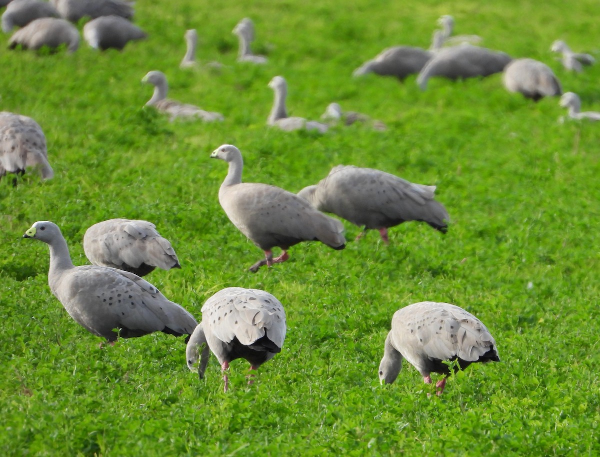 Cape Barren Goose - ML341424261