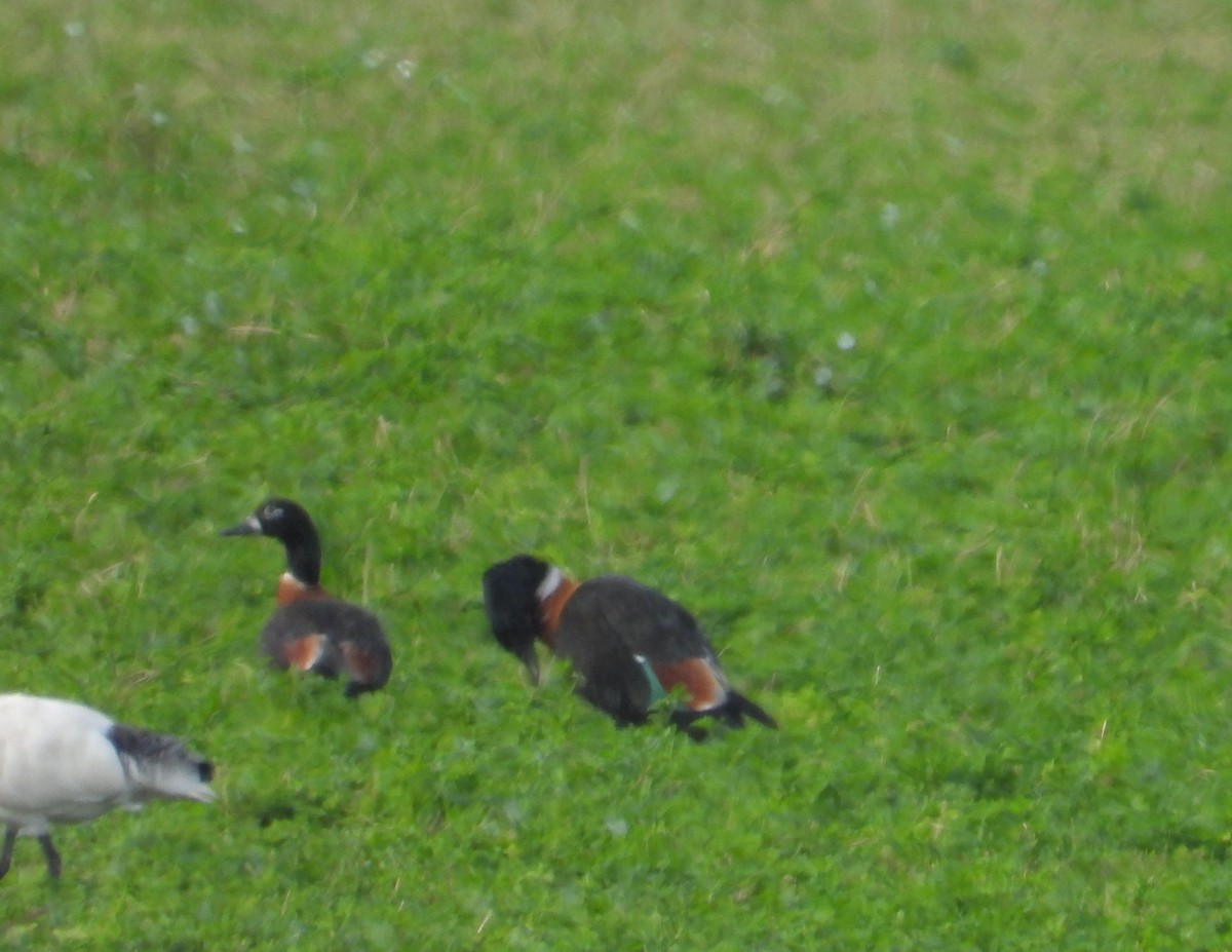 Australian Shelduck - ML341424271