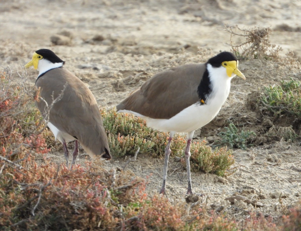 Masked Lapwing - ML341424471