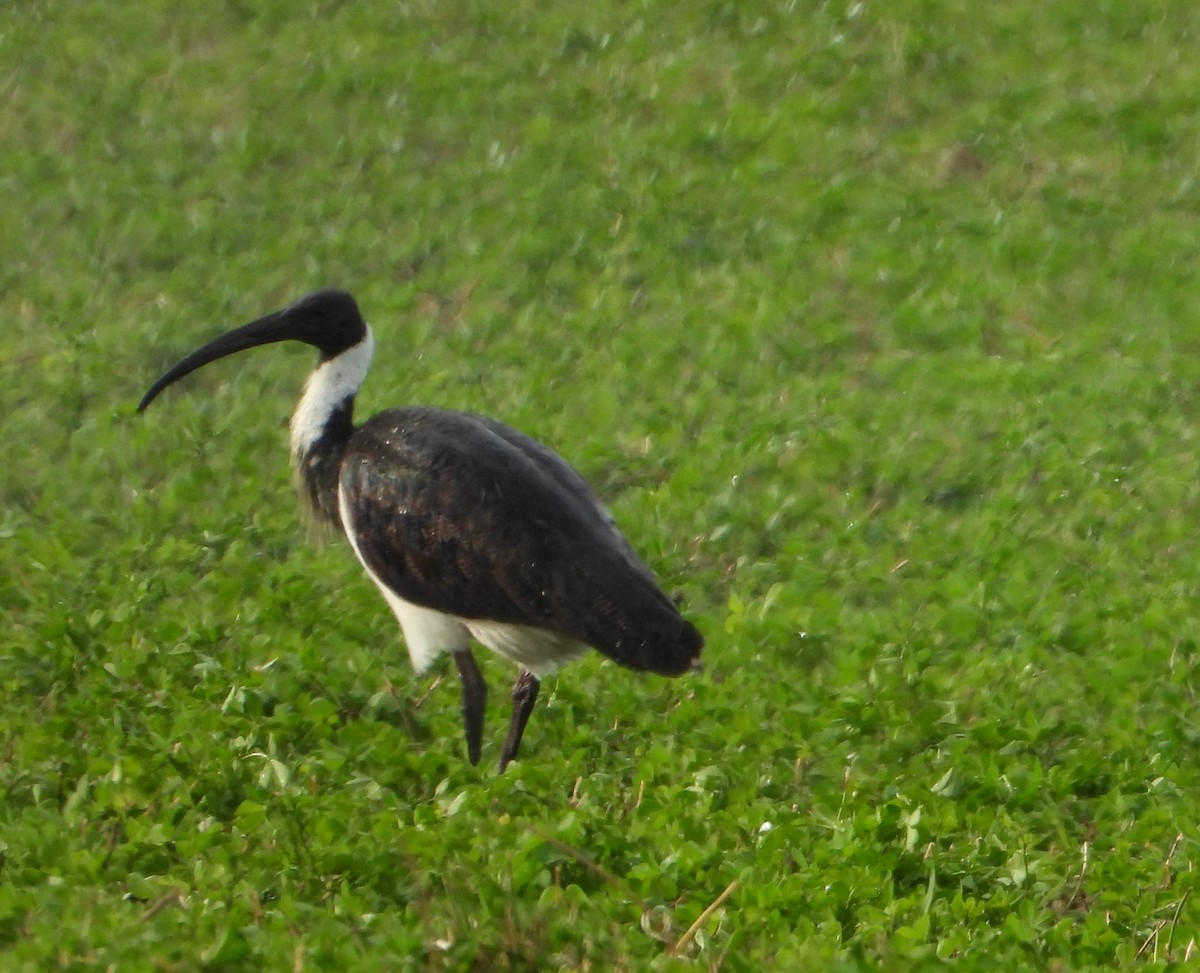 Straw-necked Ibis - ML341424571