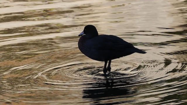 Blue Duck - ML341424991