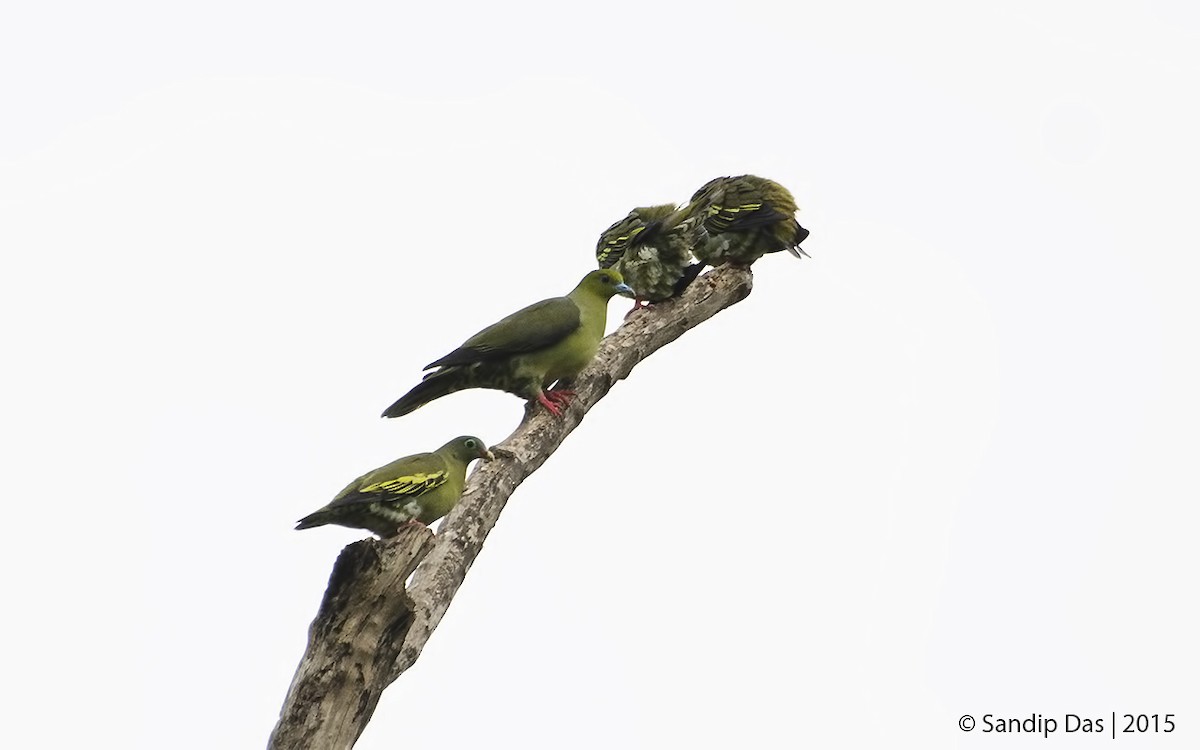 Wedge-tailed Green-Pigeon - ML341425101