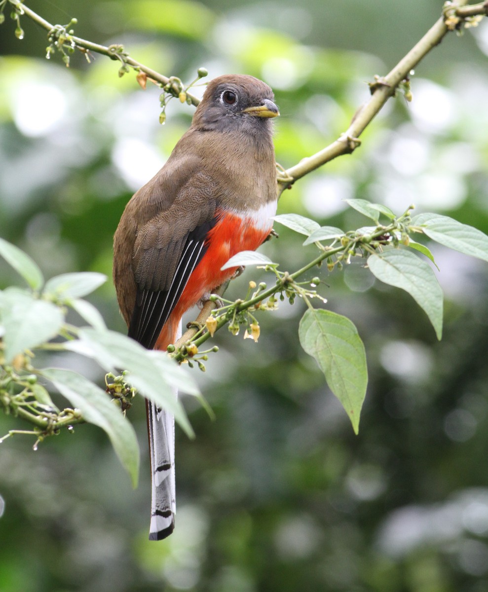 Collared Trogon - ML34142541