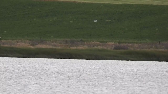 Little Tern - ML341425511