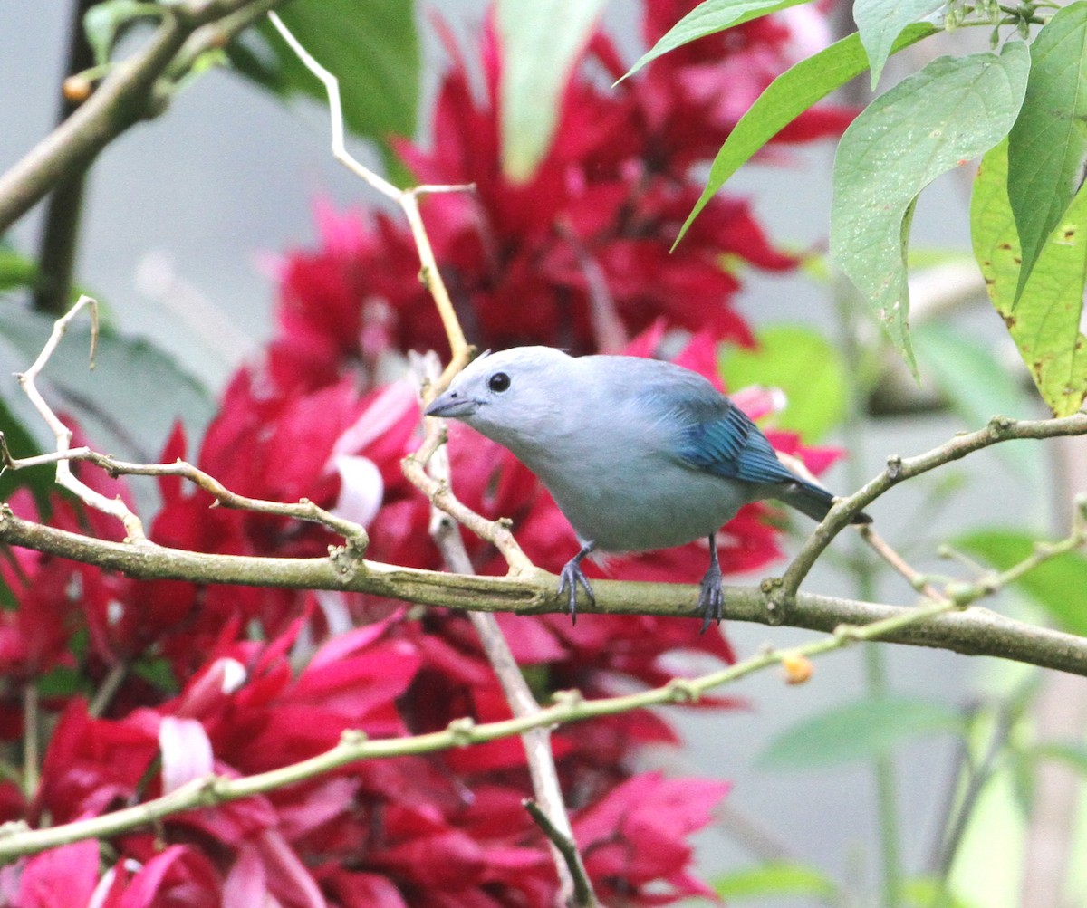 Blue-gray Tanager - ML34142611