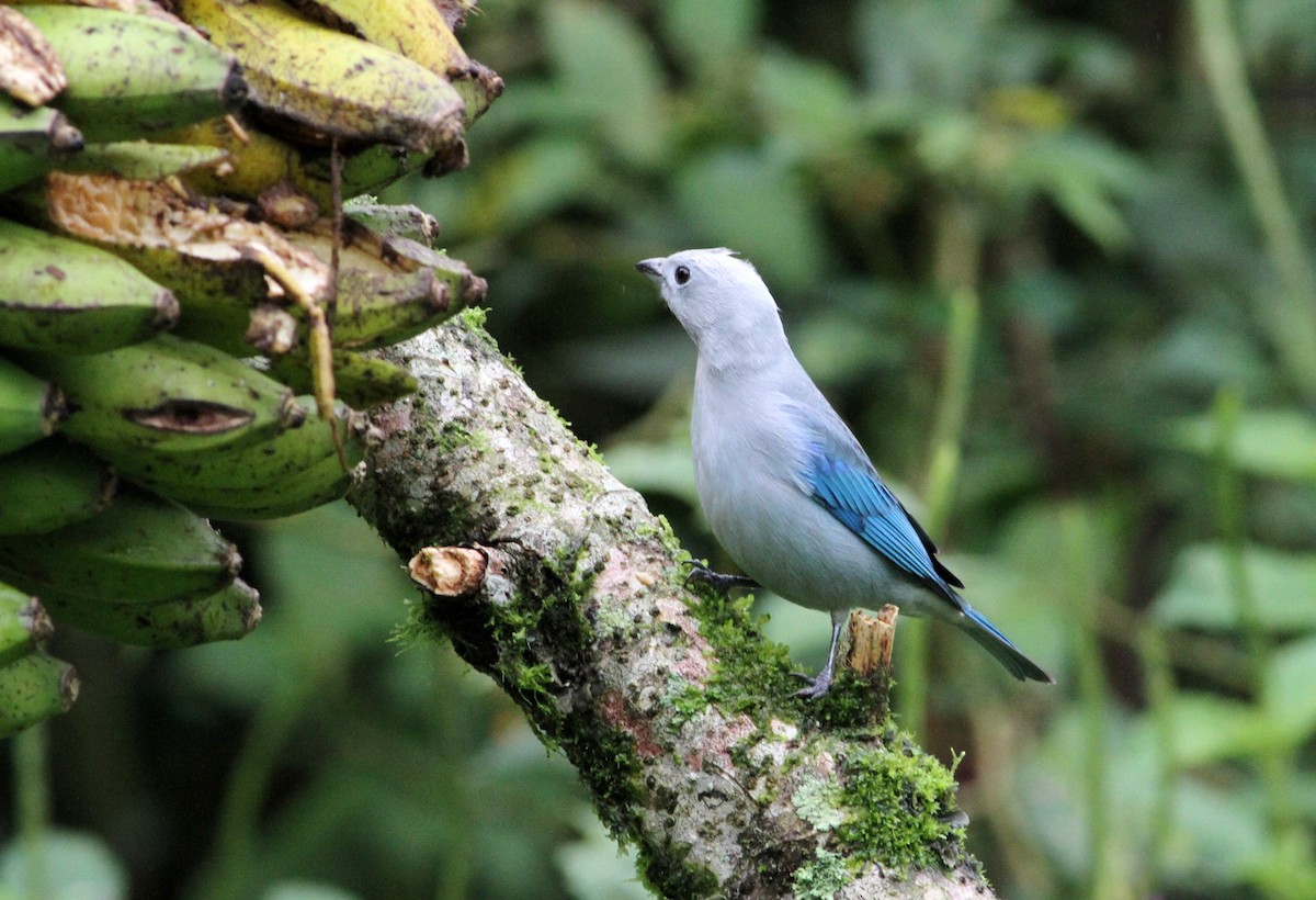 Blue-gray Tanager - ML34142621