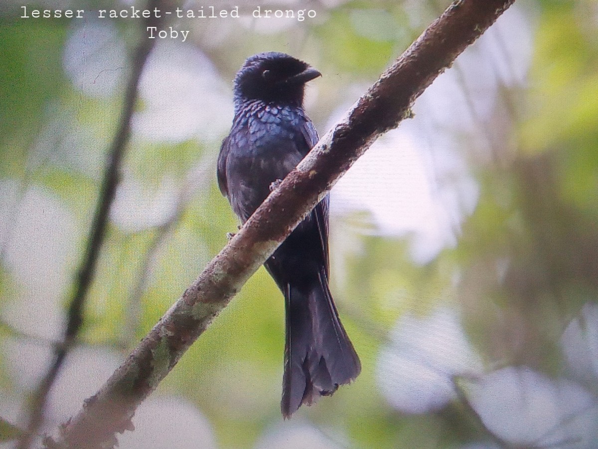 Lesser Racket-tailed Drongo - ML341426941