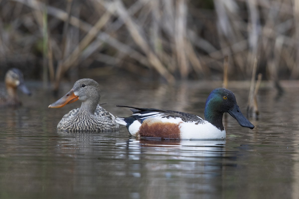 Northern Shoveler - ML341427301