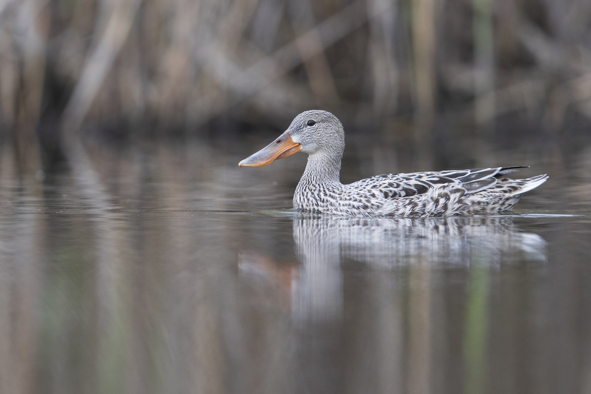 Northern Shoveler - ML341427351