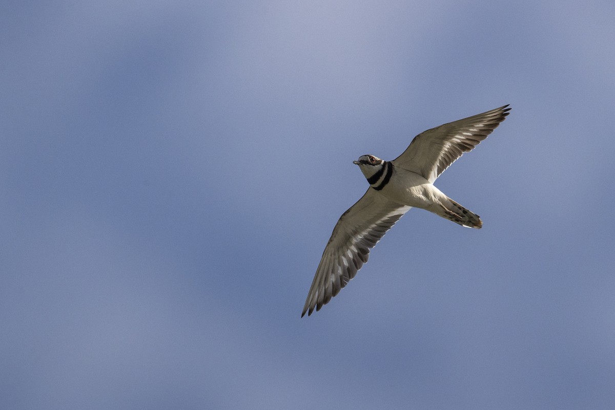 Killdeer - Michael Stubblefield