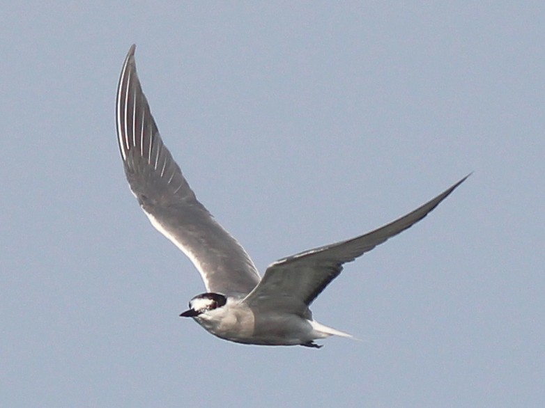 Aleutian Tern - Neoh Hor Kee