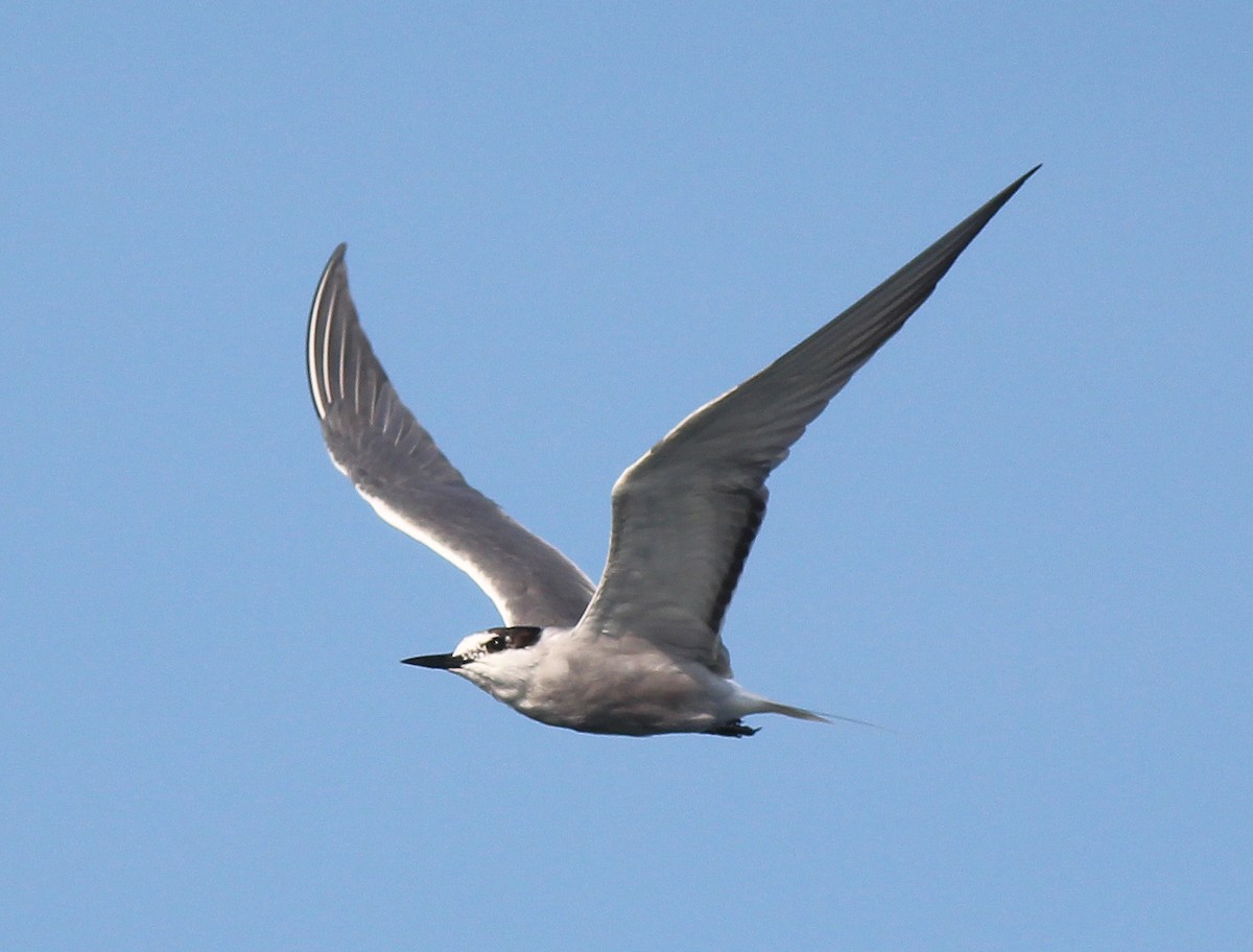 Aleutian Tern - ML341428461