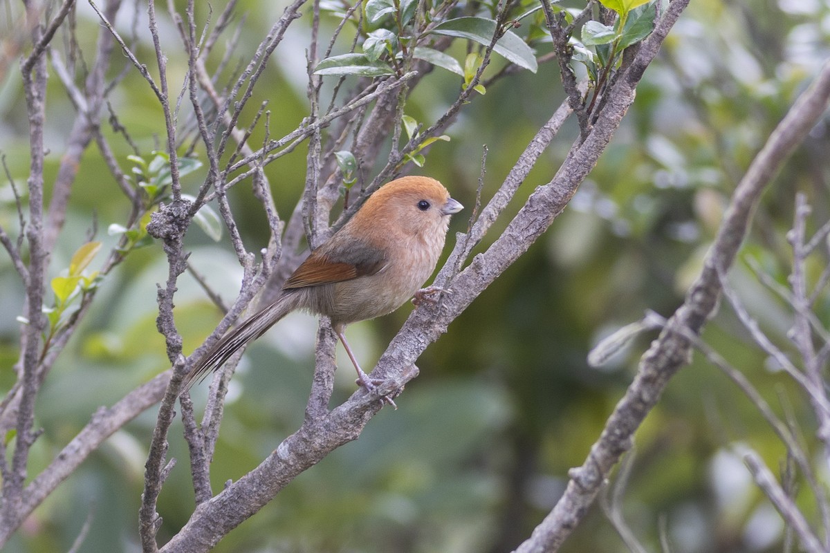 Vinous-throated Parrotbill - Chun Chiu Pang