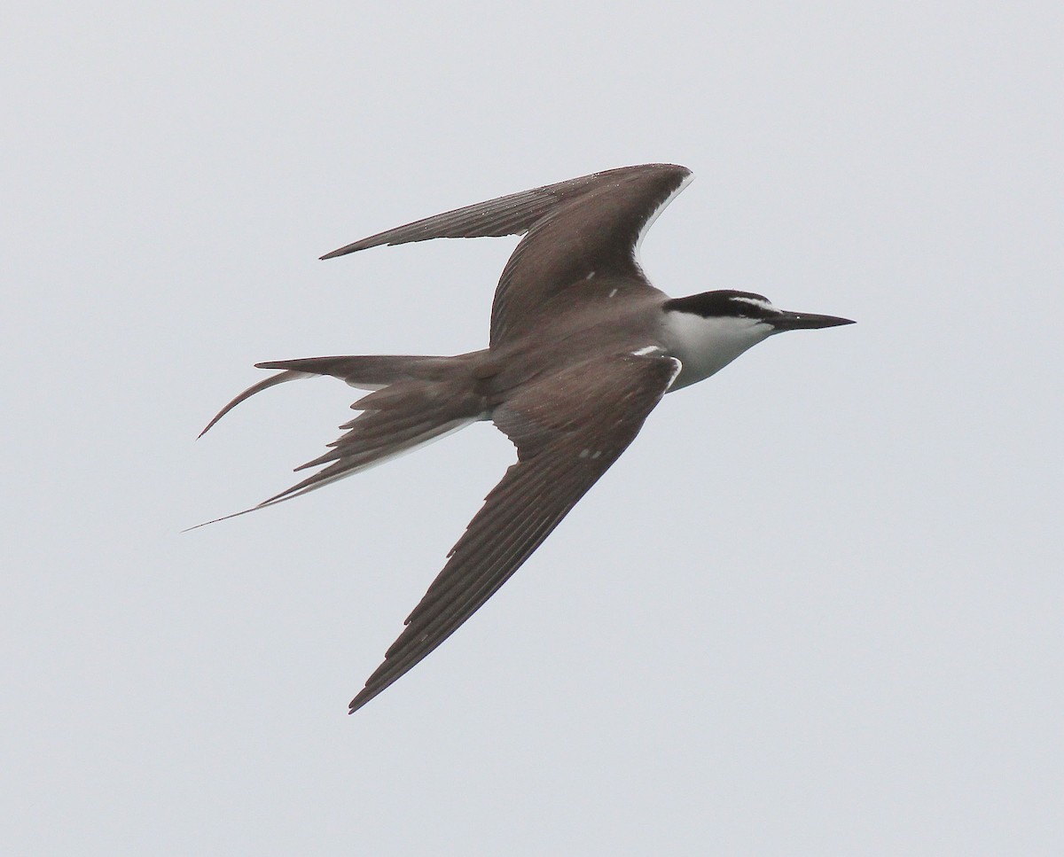 Bridled Tern - Neoh Hor Kee