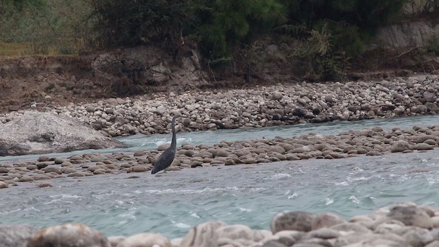 White-bellied Heron - ML341430041