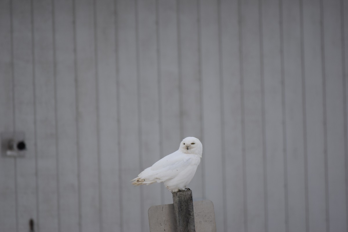 Белая сова - ML341430401